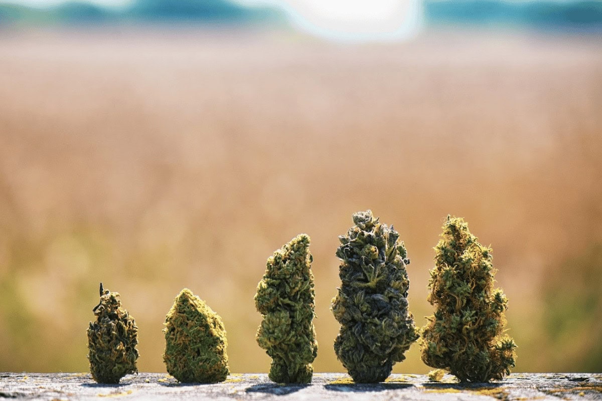 Best delta 8 strains