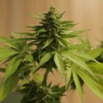 Harlequin Strain