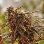 Sour diesel