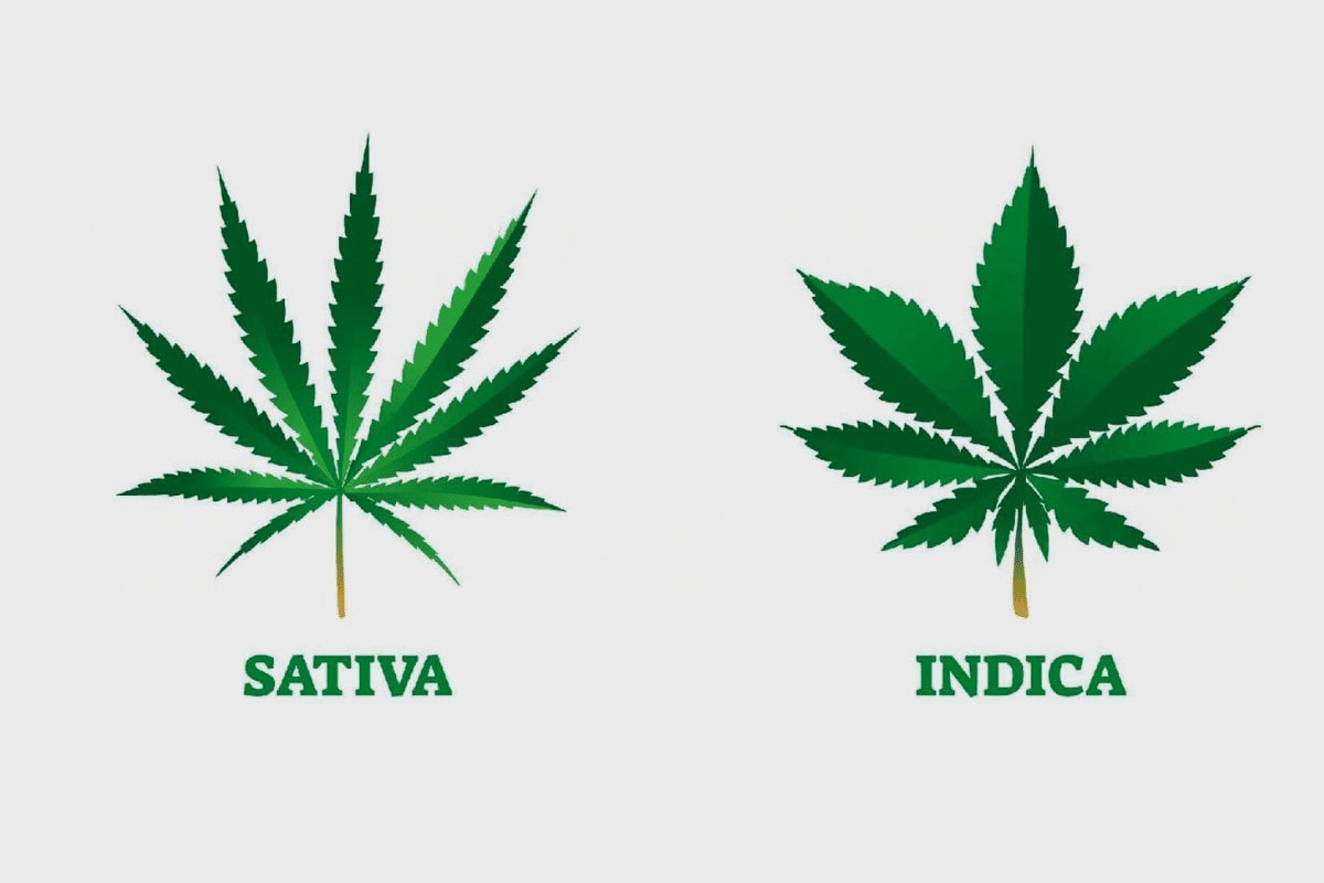 indica vs sativa
