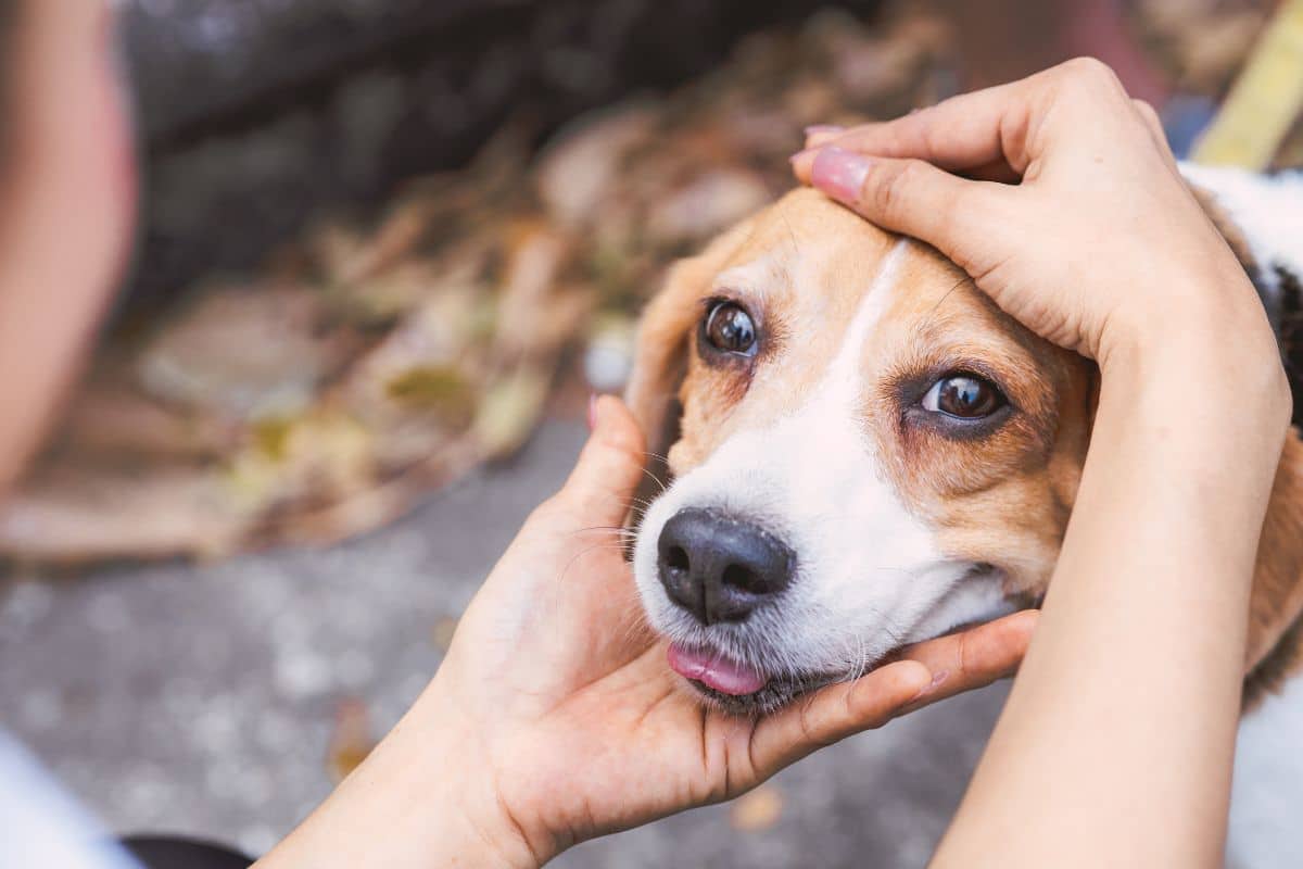 Cute dog after eating delta 8 gummies