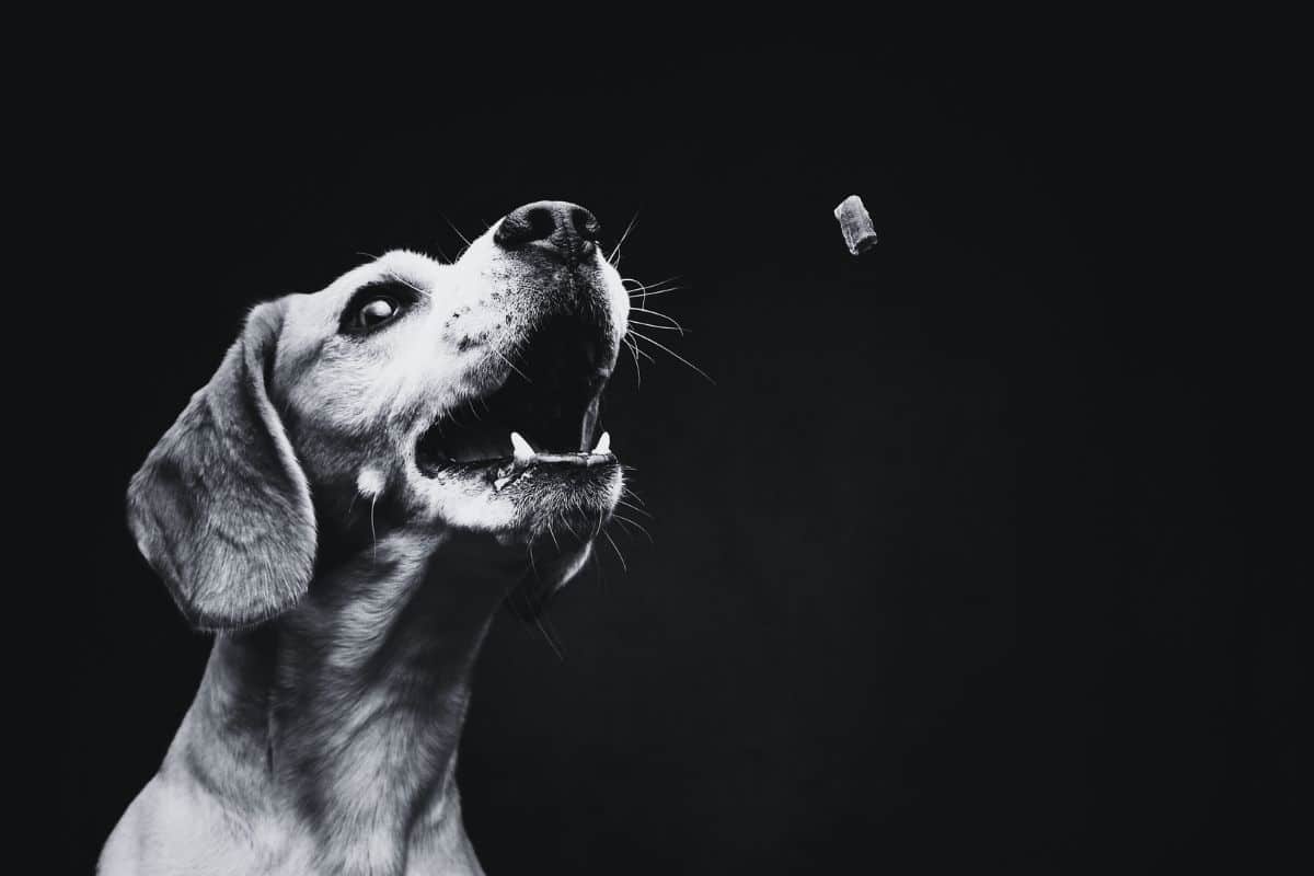 Dog having Delta 8 gummies