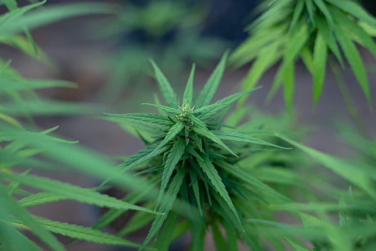 A close-up view of Ghost Extracts marijuana plant.