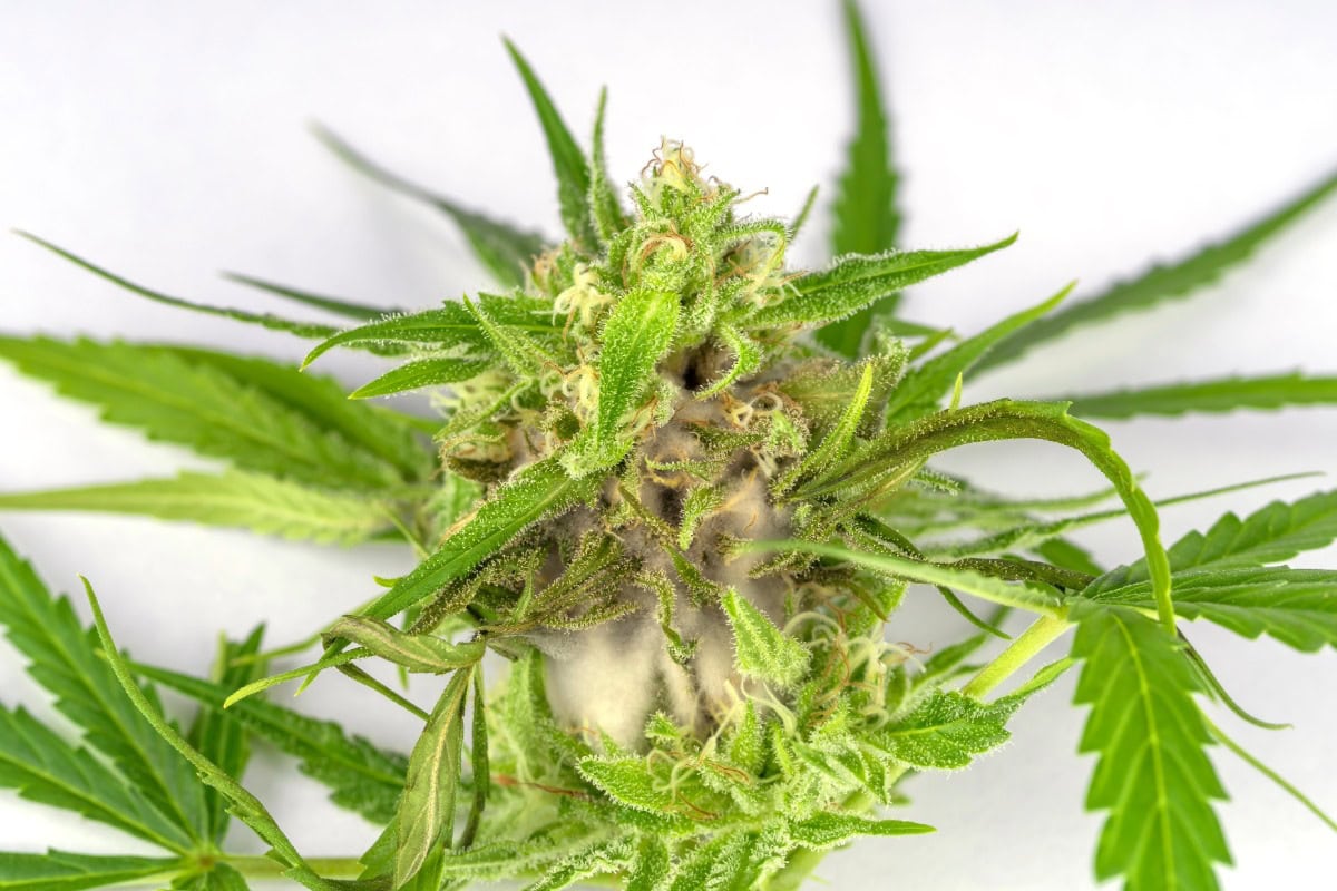 Boof Weed Plant shown in the image