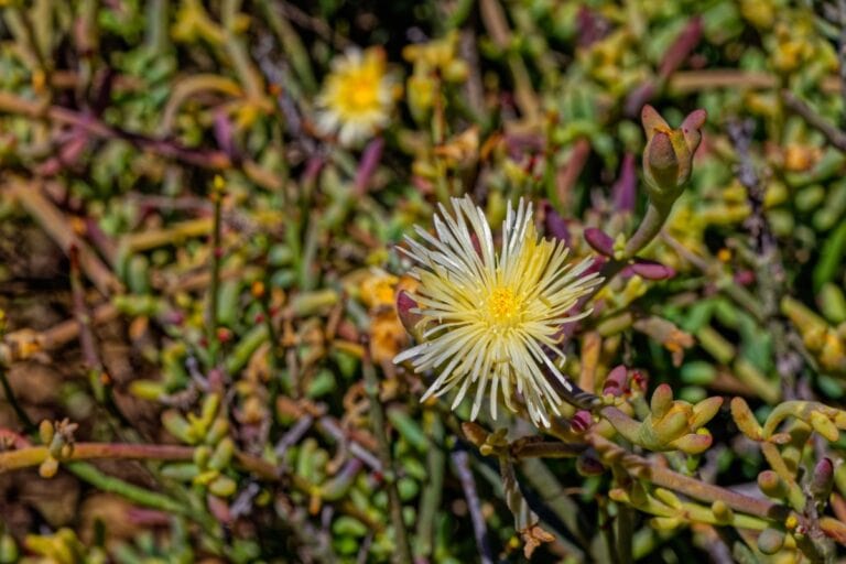 A close up view of kanna plant shown in the image
