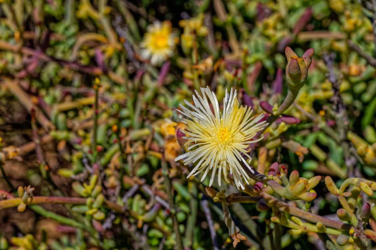 A close up view of kanna plant shown in the image