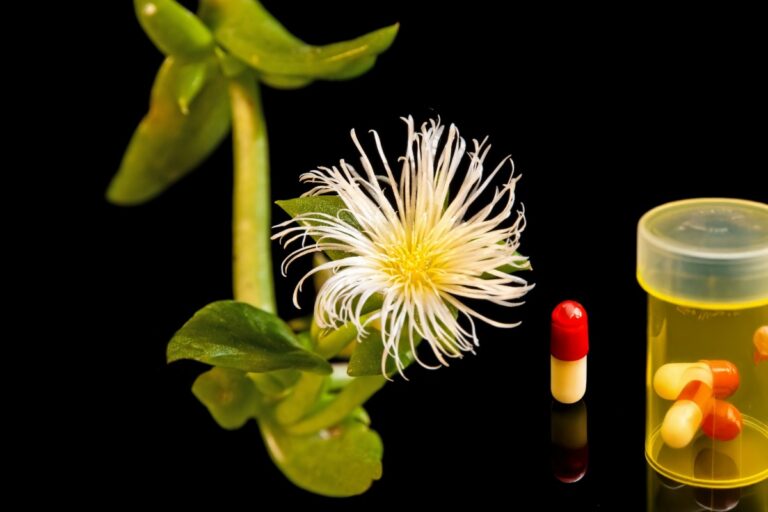 Kanna plant and its capsules shown in the image